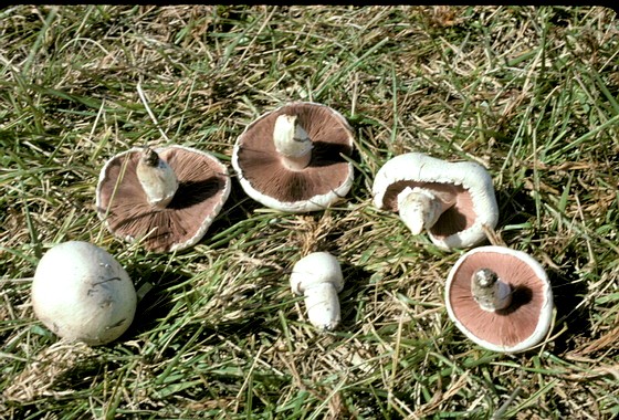 Agaricus campestris