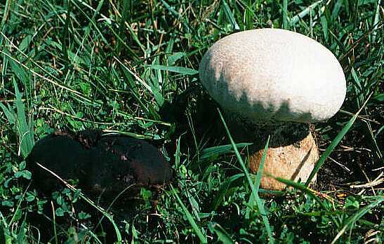 Calvatia craniiformis