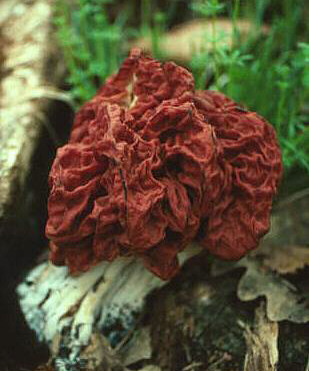 Gyromitra caroliniana