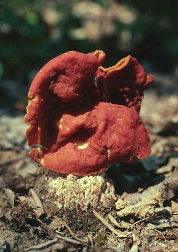 Gyromitra fastigiata