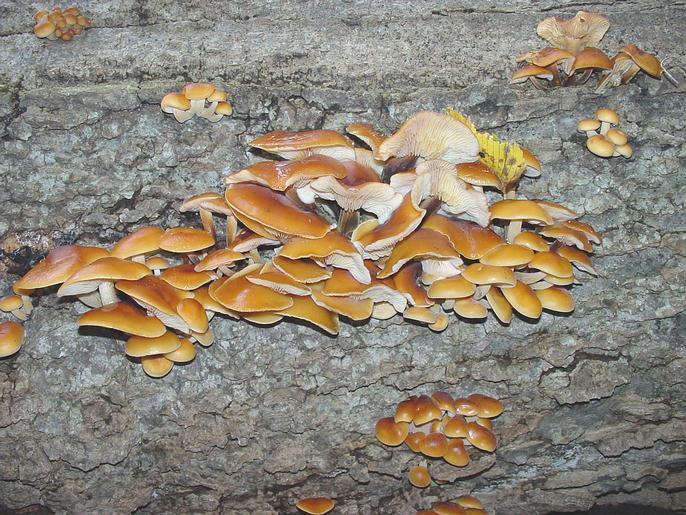 Flammulina velutipes