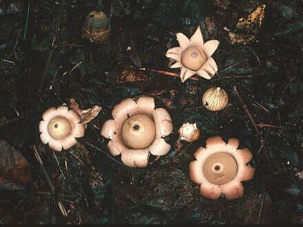 Geastrum saccatum