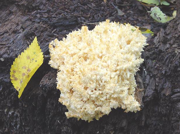 Hericium coralloides