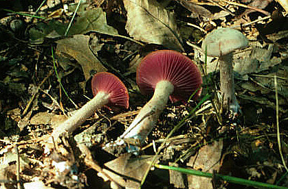 Laccaria ochropurpurea