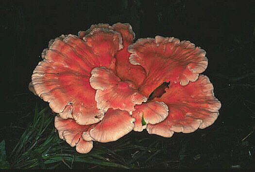 Laetiporus cincinnatus