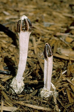 Chlorophyllum molybdites