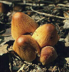 Coprinus micaceus