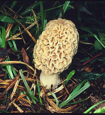 Morchella esculenta