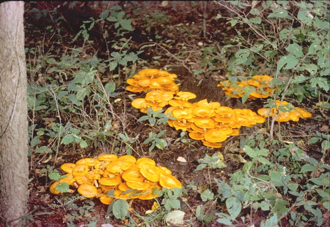 Omphalotus olearius