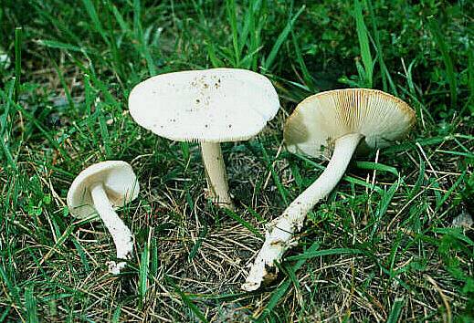 Amanita populiphila