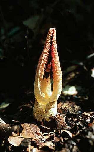 Pseudocolus fusiformis