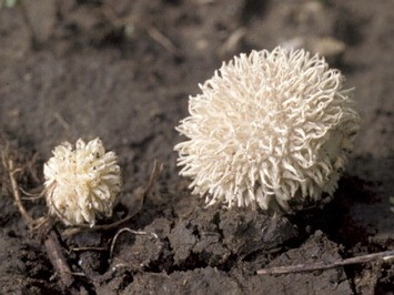 Lycoperdon pulcherrimum