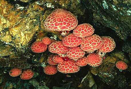 Rhodotus palmatus