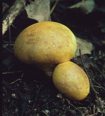 Calvatia rubroflava