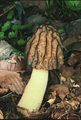 Morchella semilibera