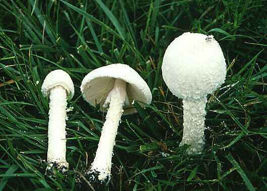 Amanita thiersii